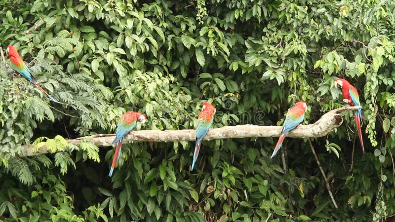 Rood-en-groene chloropterus van Ara'saronskelken bij tak het vechten in Manu National Park, Peru die, papegaaien zich dichtbij kl