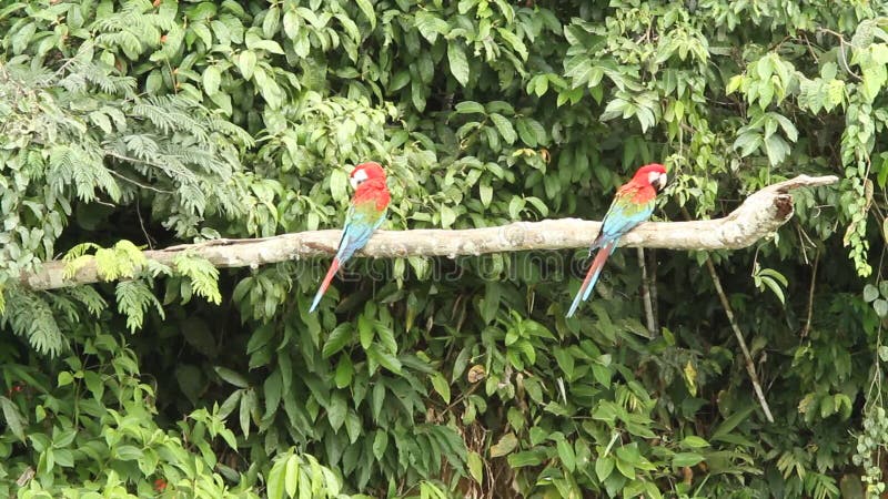 Rood-en-groene chloropterus van Ara'saronskelken bij tak het vechten in Manu National Park, Peru die, papegaaien zich dichtbij kl