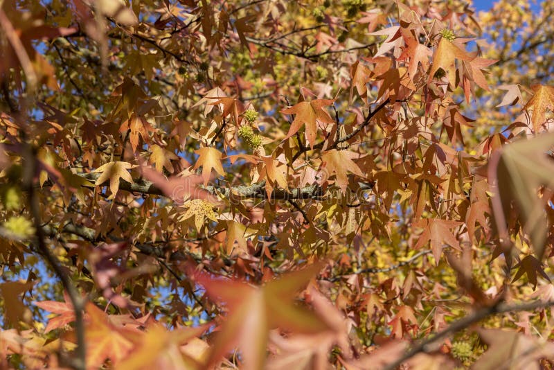 Rood esdoornbladerdek in de herfst tegen de blauwe lucht in stock foto's