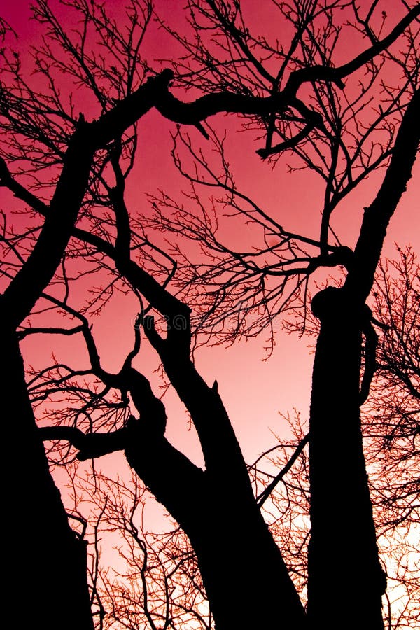 A dramatic picture of a red sky and silhouettes of barren trees. A dramatic picture of a red sky and silhouettes of barren trees.