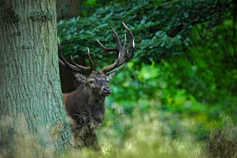 Rood hertenmannetje, bos van de blaasbalg het majestueuze krachtige volwassen dierlijke buitendieherfst, in de bomen wordt verbor royalty-vrije stock foto Rood hertenmannetje, bos van de blaasbalg het majestueuze krachtige volwassen dierlijke buitendieherfst, in de bomen wordt verbor royalty-vrije stock foto