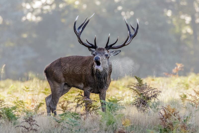 Red Deer stag (Cervus elaphus) bugling or calling on a cold morning. Red Deer stag (Cervus elaphus) bugling or calling on a cold morning.