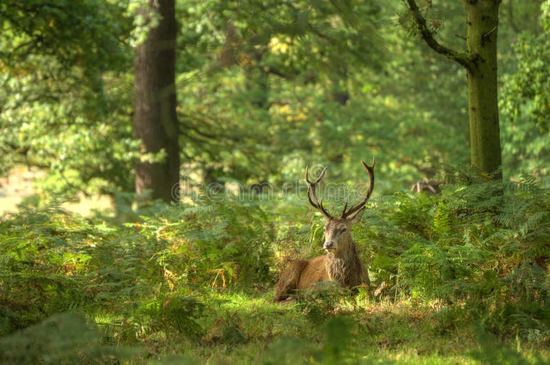 Rood hertenmannetje tijdens sleurseizoen stock foto's Rood hertenmannetje tijdens sleurseizoen stock foto's