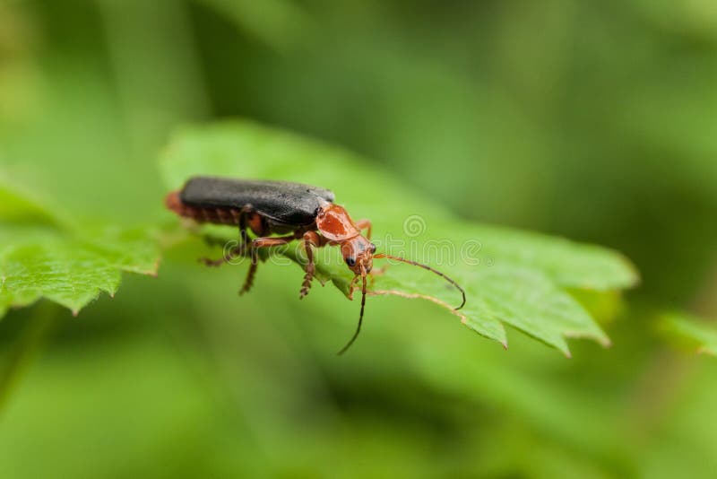 Rood insect op bladgras, dierlijke pantserkever Glimworminsect royalty-vrije stock afbeeldingen Rood insect op bladgras, dierlijke pantserkever Glimworminsect royalty-vrije stock afbeeldingen