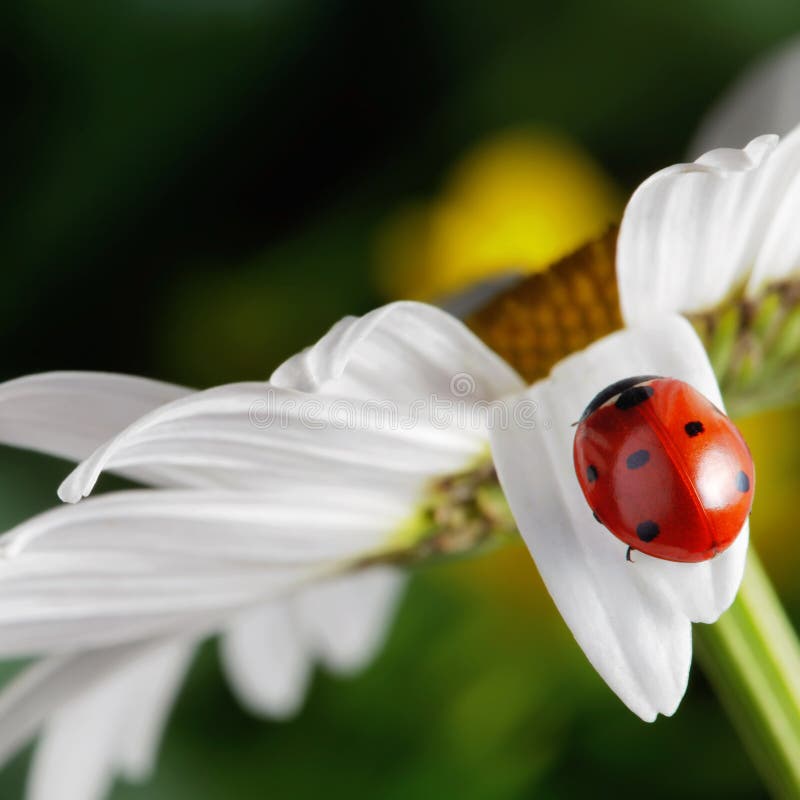 Rood lieveheersbeestje op bloembloemblaadje stock fotografie Rood lieveheersbeestje op bloembloemblaadje stock fotografie