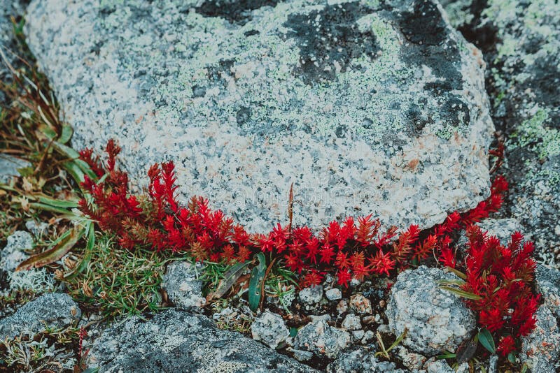 Red moss, the succulents on the mountain rocks. Red moss, the succulents on the mountain rocks