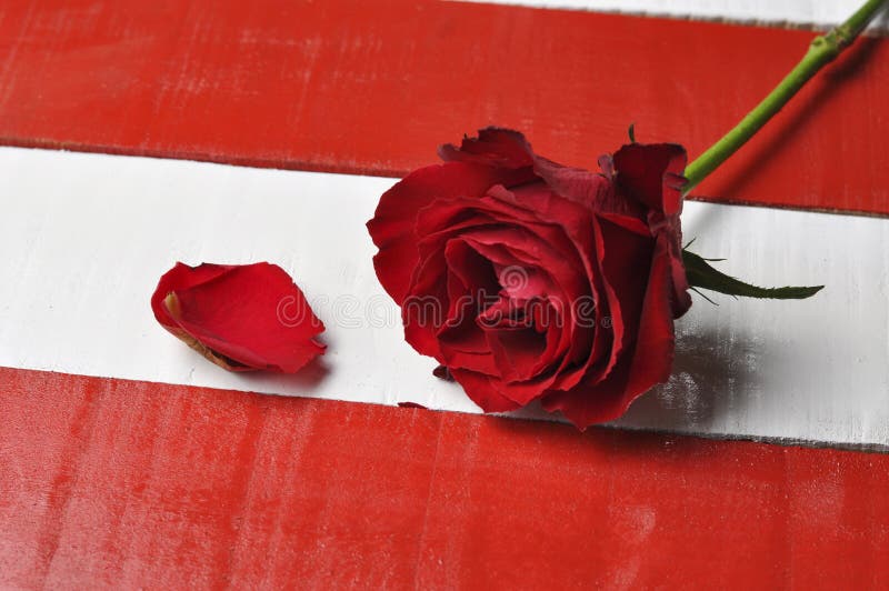 Rood nam op witte rode achtergrond toe stock afbeeldingen Rood nam op witte rode achtergrond toe stock afbeeldingen