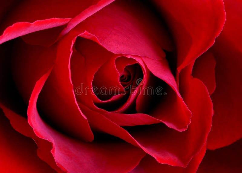 Layers of velvety red petals - symbolic of love. Perfect for Valentine's Day or any day of the year. Can also be used as a background/texture and as a vertical. Layers of velvety red petals - symbolic of love. Perfect for Valentine's Day or any day of the year. Can also be used as a background/texture and as a vertical.