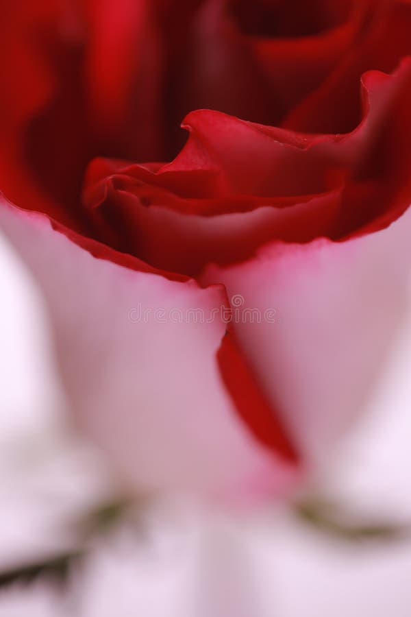 Download Rood nam toe stock foto. Afbeelding bestaande uit groen - 54082996