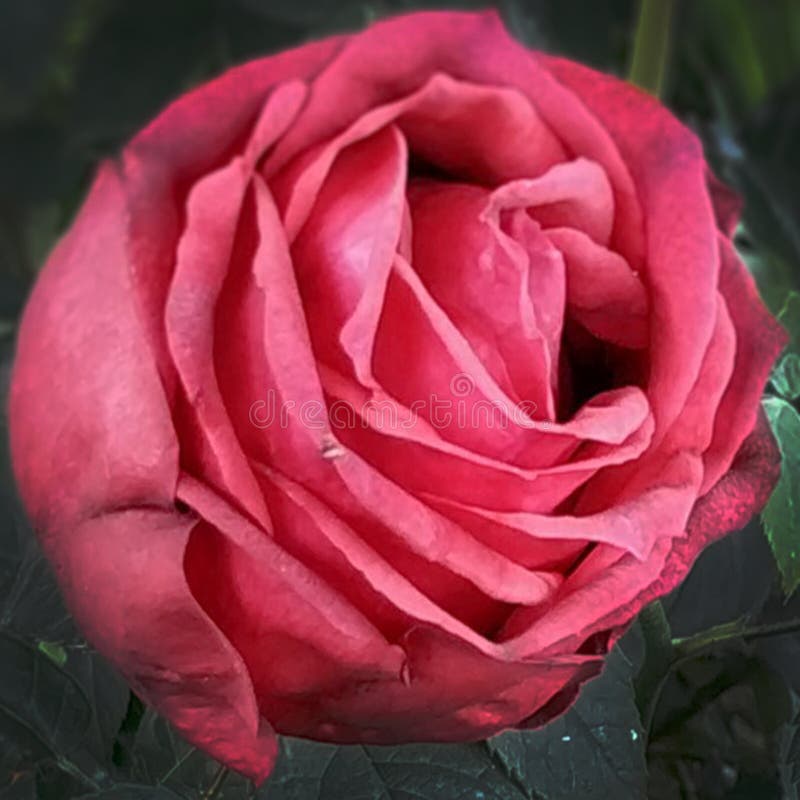 Rood nam toe Vaag foto Genomen van garen royalty-vrije stock foto Rood nam toe Vaag foto Genomen van garen royalty-vrije stock foto