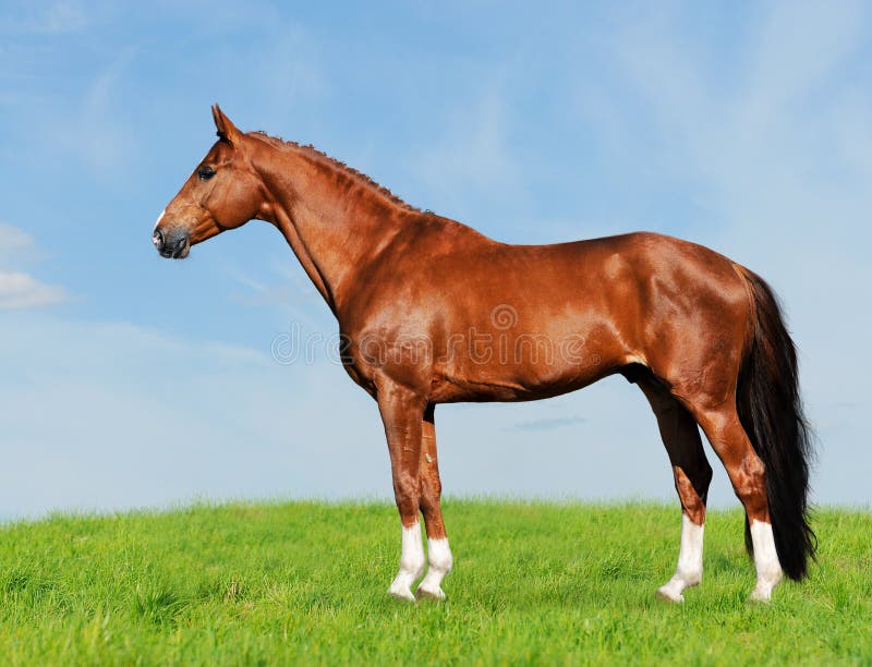 Herrie Antipoison Psychiatrie Rood Paard Op De Blauwe En Groene Achtergrond Stock Afbeelding - Image of  paarden, manen: 10812981