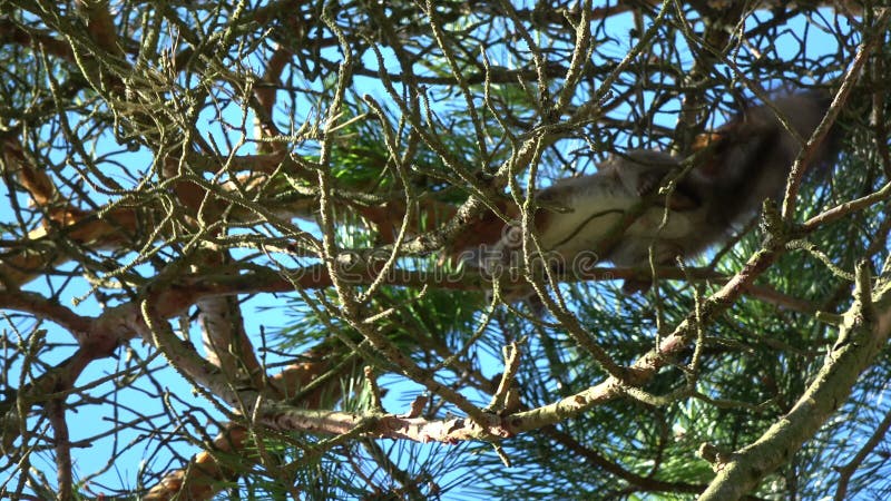 Rood vulgaris het koppelen van eekhoornsciurus ritueel in de lentebos