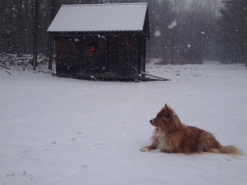 Rood Wolf In Snow By Barn royalty-vrije stock afbeeldingen Rood Wolf In Snow By Barn royalty-vrije stock afbeeldingen