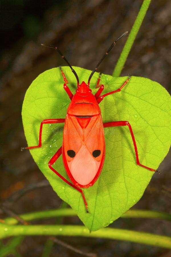 Rood zijde katoenen insect, Pyrrhocoridae, Aarey-Melkkolonie, INDIA royalty-vrije stock afbeelding Rood zijde katoenen insect, Pyrrhocoridae, Aarey-Melkkolonie, INDIA royalty-vrije stock afbeelding