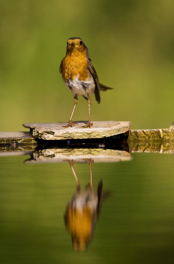 Roodborst, petirrojo europeo, rubecola del Erithacus fotografía de archivo libre de regalías Roodborst, petirrojo europeo, rubecola del Erithacus fotografía de archivo libre de regalías