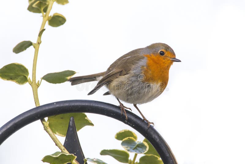 Roodborst, европеец Робин, rubecula Erithacus стоковые изображения Roodborst, европеец Робин, rubecula Erithacus стоковые изображения