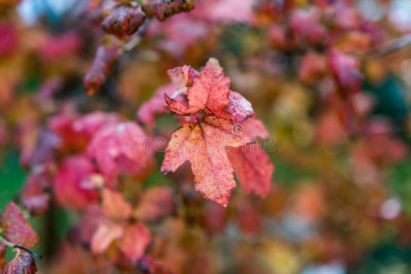 Roodbruine Levendige Kleur Autumn Leafs, recht na de regen royalty-vrije stock foto's Roodbruine Levendige Kleur Autumn Leafs, recht na de regen royalty-vrije stock foto's
