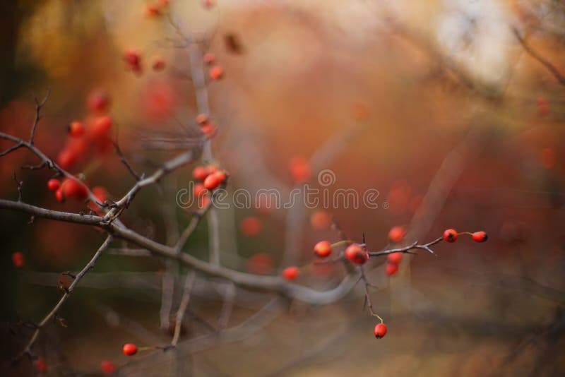 Rooddoornbessen groeien op boomtak stock afbeelding