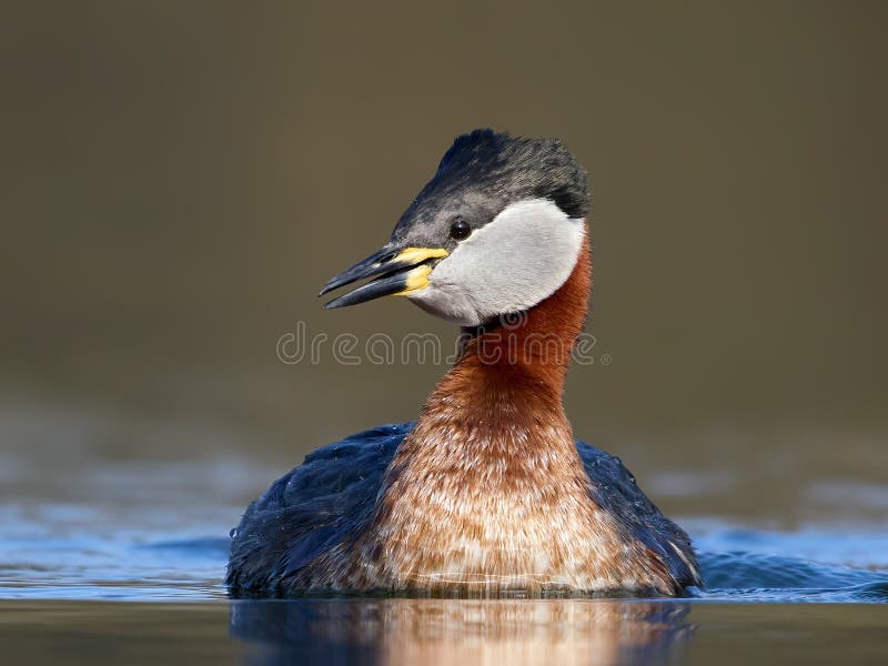 Roodhalsfuut (Podiceps grisegena) royalty-vrije stock foto