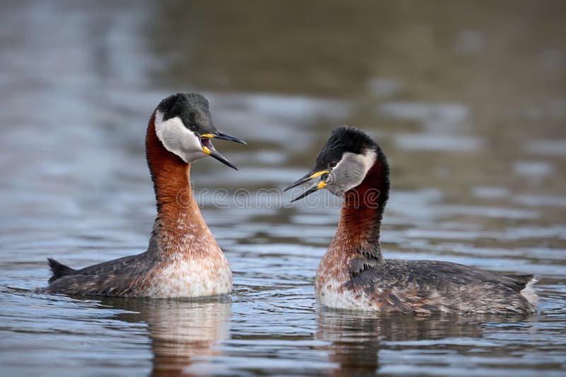 Roodhalsfuut (Podiceps grisegena) royalty-vrije stock afbeeldingen