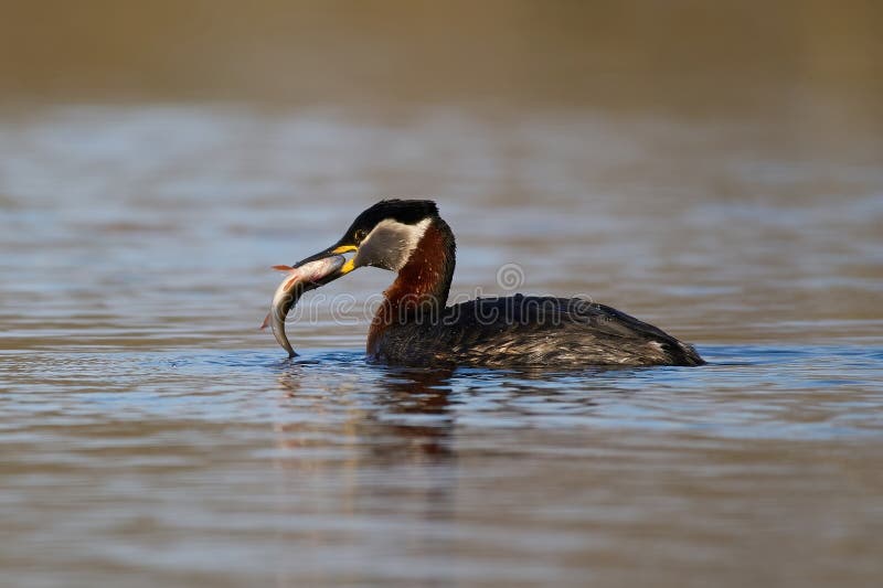 Roodhalsfuut (Podiceps grisegena) stock foto's