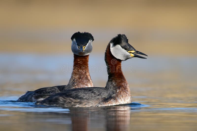 Roodhalsfuut (Podiceps grisegena) royalty-vrije stock afbeelding