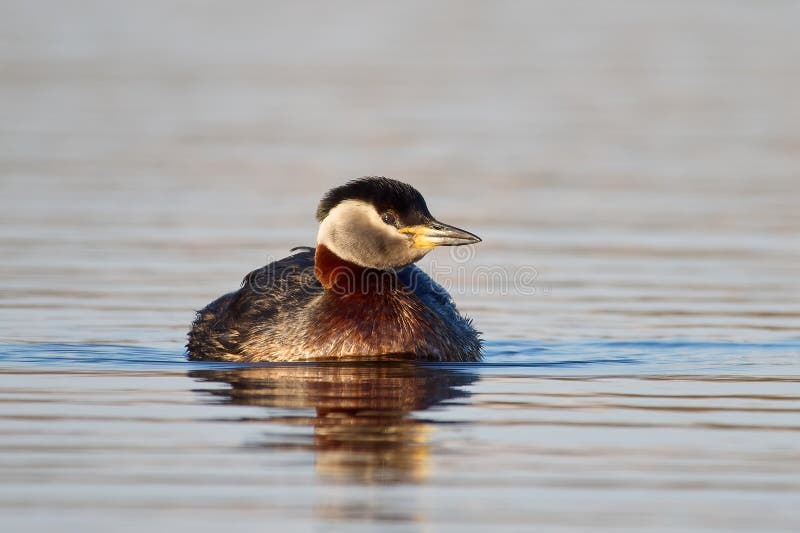 Roodhalsfuut (Podiceps grisegena) stock afbeeldingen
