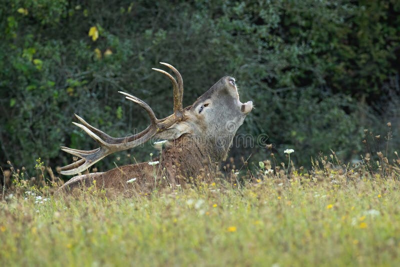 Adult dominant red deer stag, cervus elaphus, laying down and roaring on a green meadow with flowers in rutting season in autumn. Low angle view of male mammal animal in mating season in its territory. Adult dominant red deer stag, cervus elaphus, laying down and roaring on a green meadow with flowers in rutting season in autumn. Low angle view of male mammal animal in mating season in its territory