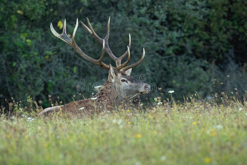 Alerted strong red deer stag, cervus elaphus, lying down on a green meadow with flowers in rutting season in autumn. Side view of male mammal animal in mating season in its territory with copy space. Alerted strong red deer stag, cervus elaphus, lying down on a green meadow with flowers in rutting season in autumn. Side view of male mammal animal in mating season in its territory with copy space