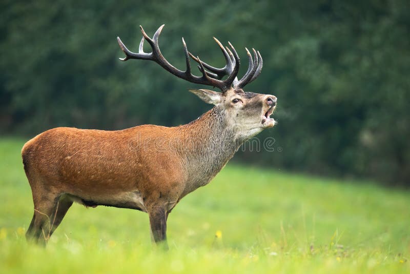 Red deer, cervus elaphus, stag with massive dark antlers roaring on a meadow with green grass in rutting season. Wild male animal marking territory by loud sound. Red deer, cervus elaphus, stag with massive dark antlers roaring on a meadow with green grass in rutting season. Wild male animal marking territory by loud sound.