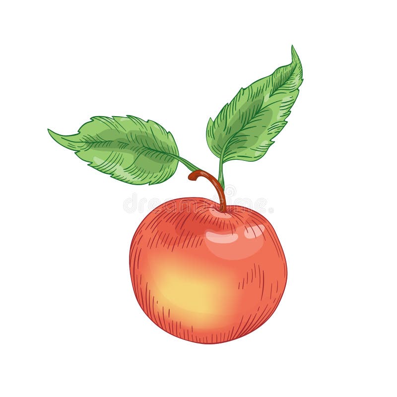 Roodrijpe appel met een door de hand getrokken vectorillustratie Hele ruwe vruchten, geïsoleerd op witte achtergrond Gezonde stock illustratie Roodrijpe appel met een door de hand getrokken vectorillustratie Hele ruwe vruchten, geïsoleerd op witte achtergrond Gezonde stock illustratie