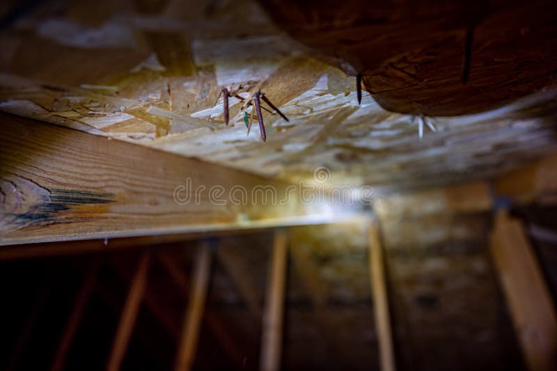 Roofing Nails Protruding through Plywood Ceiling in Attic Stock Photo