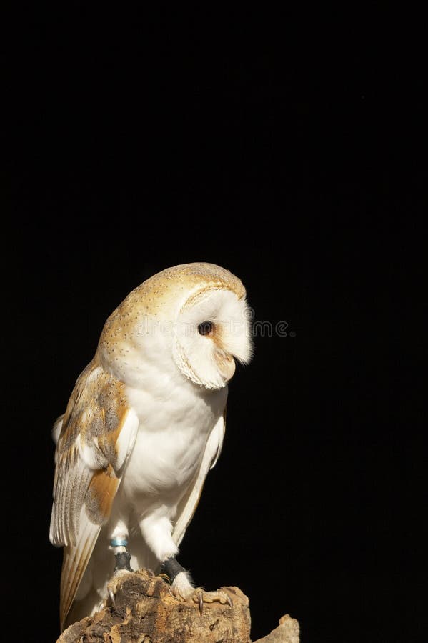 This beautiful Barn Owl was captured at a Raptor centre in Hampshire, UK. This beautiful Barn Owl was captured at a Raptor centre in Hampshire, UK.
