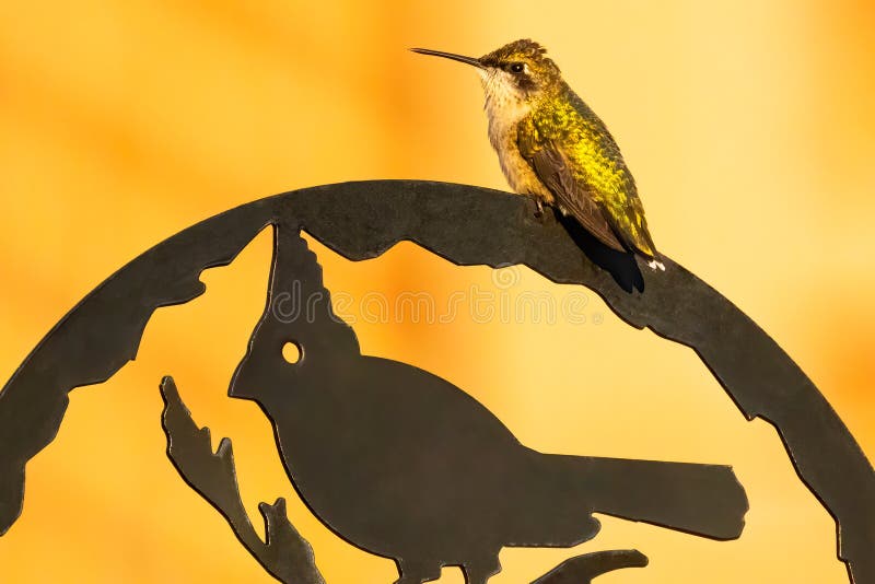 Roorhalskolibrie op een vogelbeeld zittend stock foto