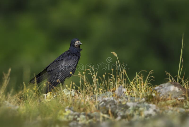 Rook - Corvus frugilegus stock photo Rook - Corvus frugilegus stock photo