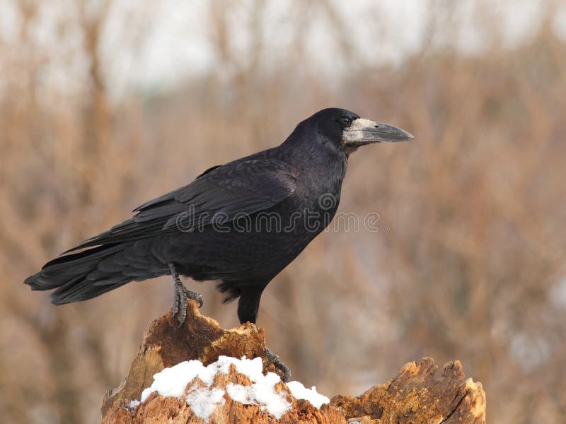 Be on the lookout for rooks this spring