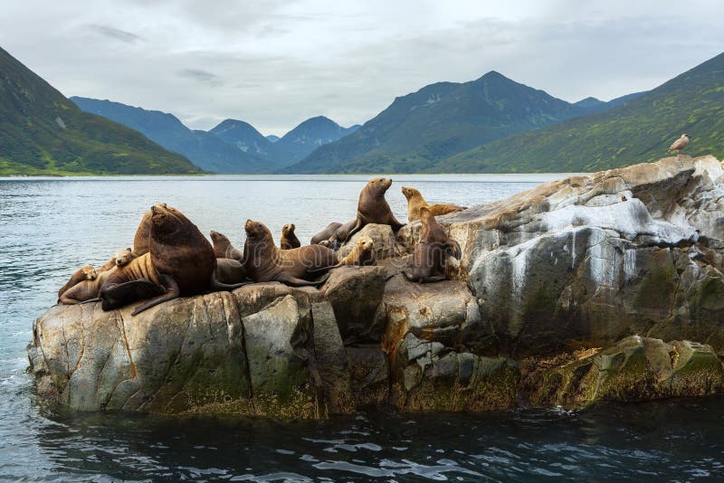 Rookery Steller sea lions. Island in Pacific Ocean near Kamchatka Peninsula.