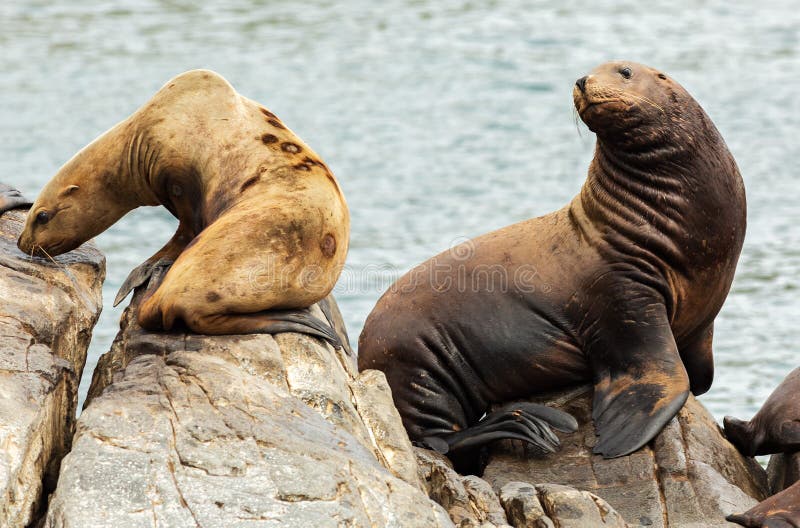 Rookery Steller sea lions. Island in Pacific Ocean near Kamchatka Peninsula.