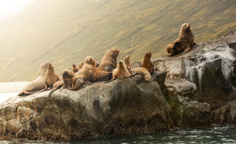 Rookery Steller sea lions. Island in Pacific Ocean near Kamchatka Peninsula