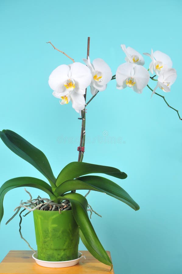 A room plant is a white orchid