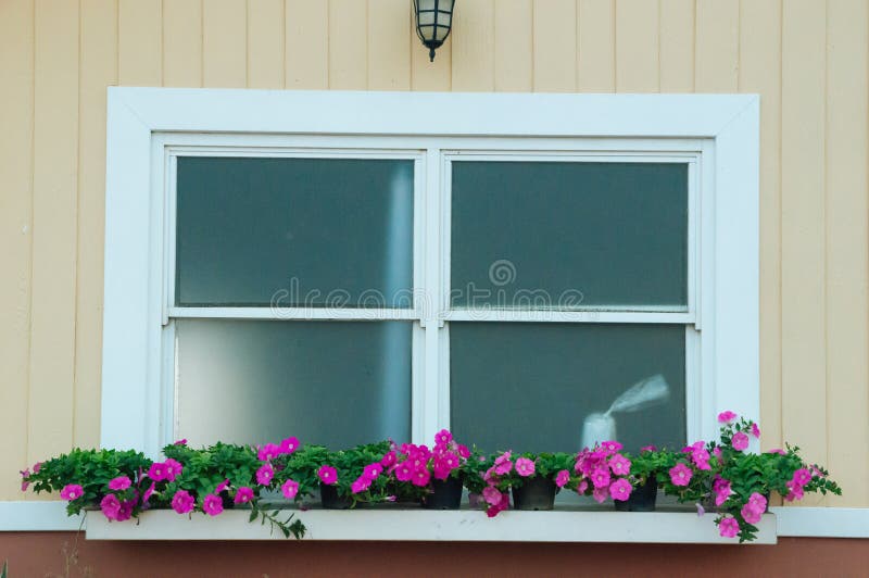 Room Windows Decorated with Flower Pots Stock Image Image of house