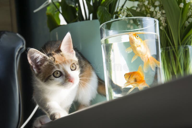 In a room on the windowsill, a cat is watching a goldfish in an aquarium