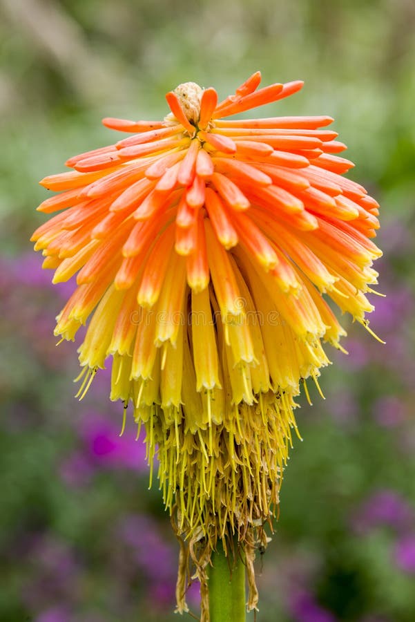 Rooperi Kniphofia - red-hot πόκερ Roopers στοκ εικόνες Rooperi Kniphofia - red-hot πόκερ Roopers στοκ εικόνες