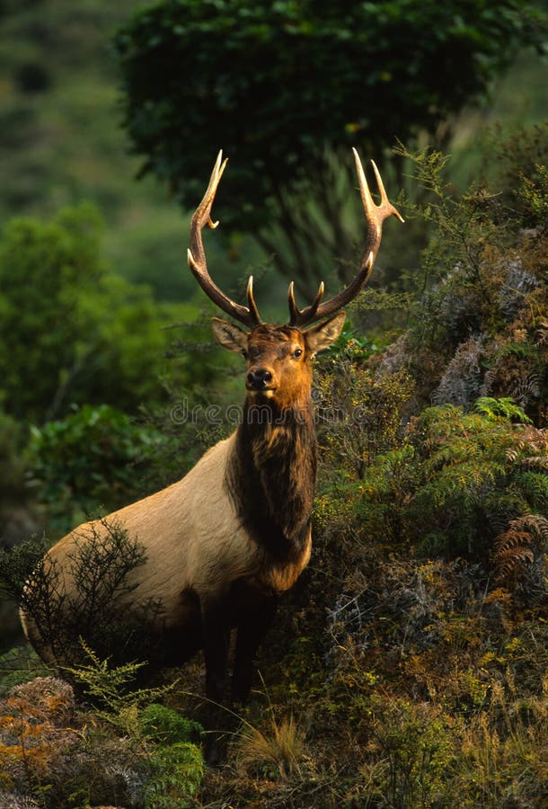 Roosevelt Elk Bull