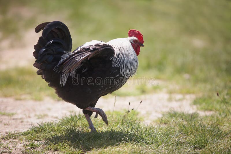 Phoenix Rooster Flapping Wings on the Farm Yard. Golden Phoenix Rooster