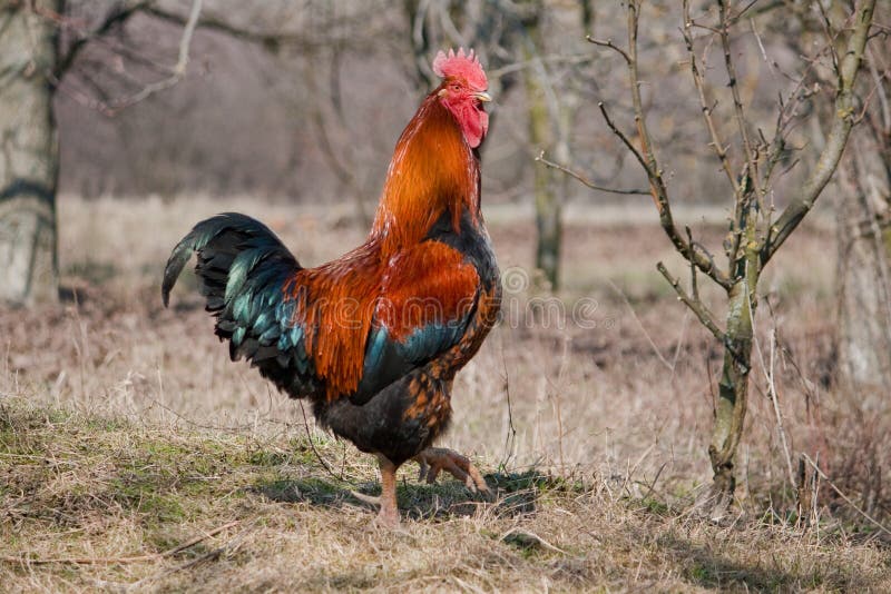Rooster stock photo. Image of field, farm, chickens, battery 13762092