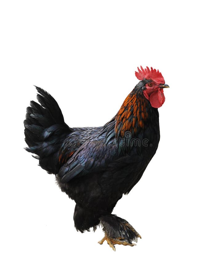 Rooster