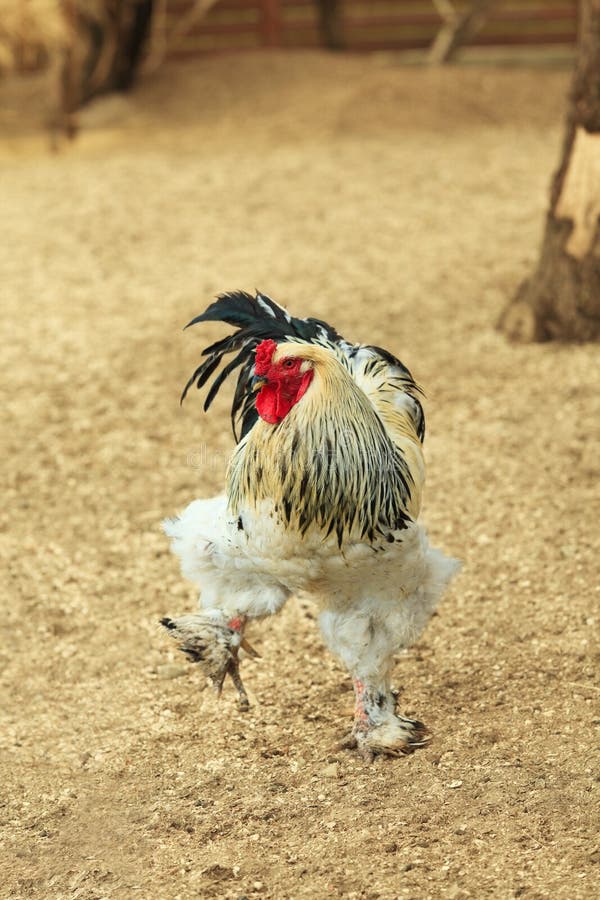 Rooster