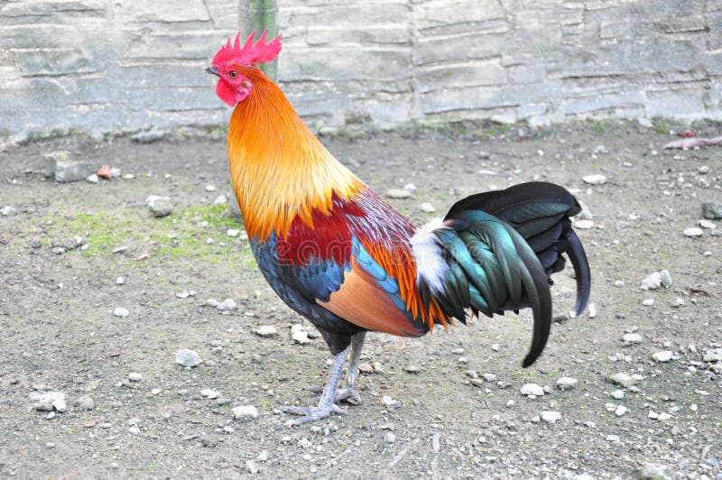 Rooster