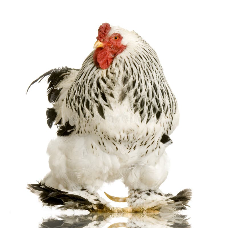 Rooster stock photo. Image of male, rooster, standing 2306644